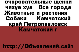 очаровательные щенки чихуа-хуа - Все города Животные и растения » Собаки   . Камчатский край,Петропавловск-Камчатский г.